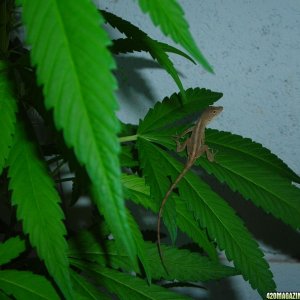 first_grow_168_lizard