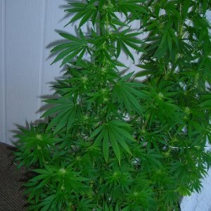 first_grow_171_joanne