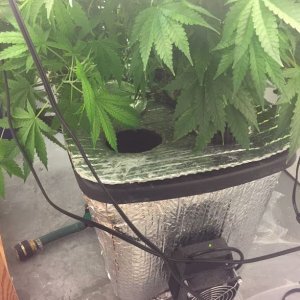 My Stealth Grow Room