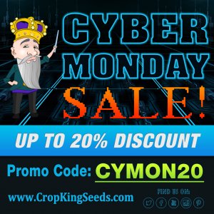 CYBER MONDAY PROMO