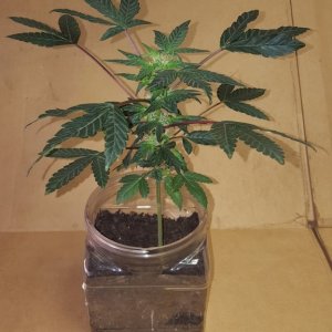 New Grow