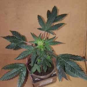 New Grow