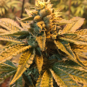 Girl scout cookies forum cut