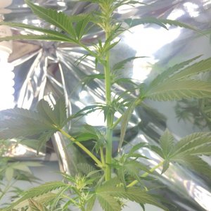 7 week froom seedling