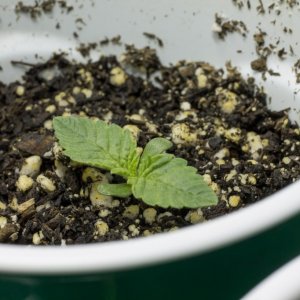 Seedlings 7 days old