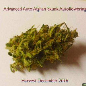 Harvest December 2016