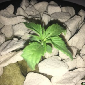 Chinzos First Grow Journal Photos.