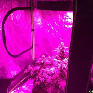 From A Cabinet w/200 Watt CFL To A 4x4 Fusion Hut w/900 Watt Mars Hydro II 