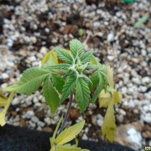 Nitrogen deficiency - Dying, or simply done?