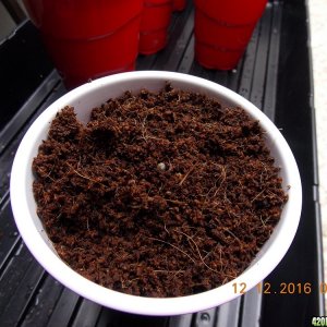 coco germination