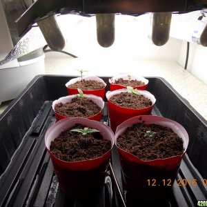 seedlings