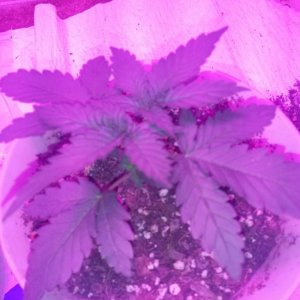 plants at the end of week 2 from seed (first grow)