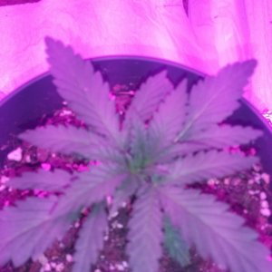 plants at the end of week 2 from seed (first grow)