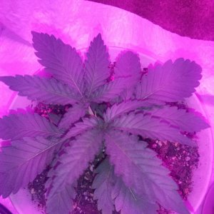 plants at the end of week 2 from seed (first grow)