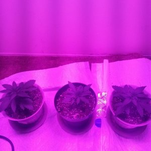 plants at the end of week 2 from seed (first grow)