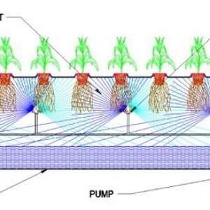 Aeroponic