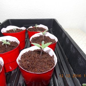 seedlings