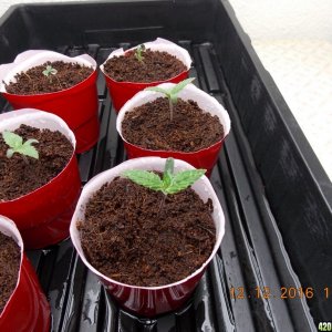 seedlings