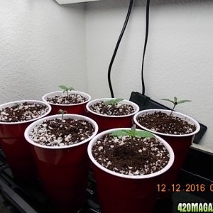 seedlings