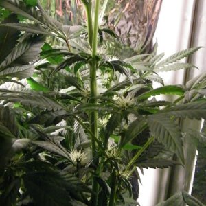 LED_Grow_Light_1