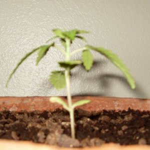 Bagseed Grow