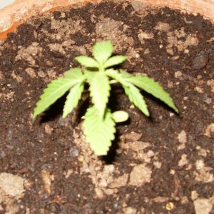 Bagseed Grow