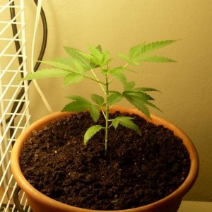 Bagseed Grow