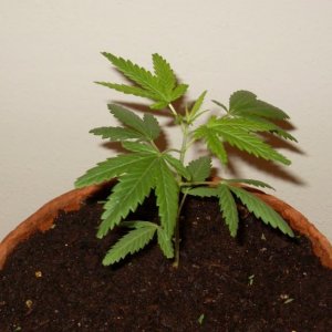 Bagseed Grow