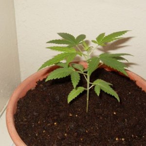 Bagseed Grow