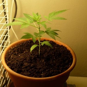 Bagseed Grow