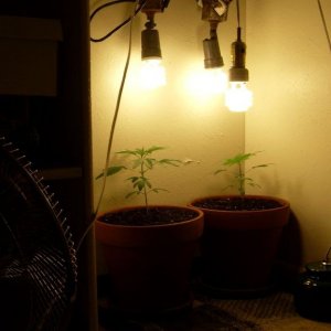 Bagseed Grow