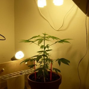 Bagseed Grow