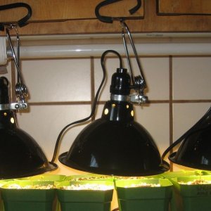 Seedlings under 100w equiv CFLs