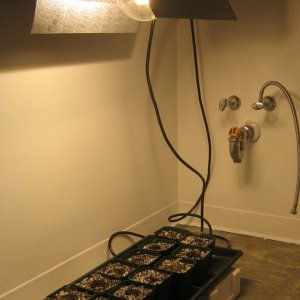 seedlings under metal halite