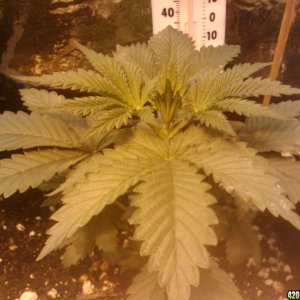 zills hawg kush grow