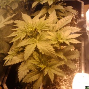 zills hawg kush grow