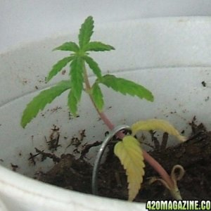 Blackey's Grow 2009 update6