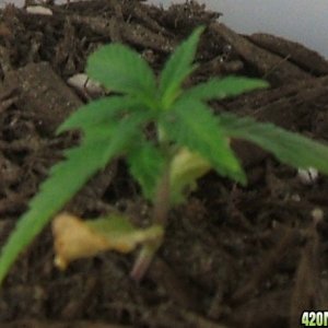 Blackey's Grow 2009 update6