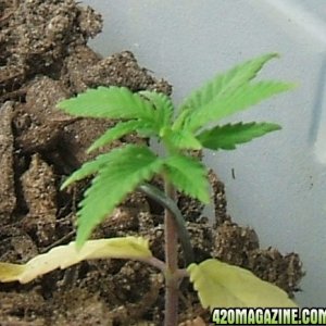 Blackey's Grow 2009 update6