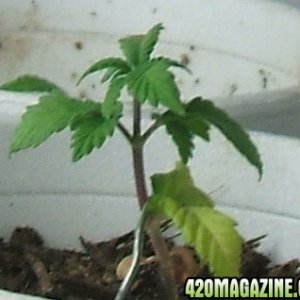 Blackey's Grow 2009 update6