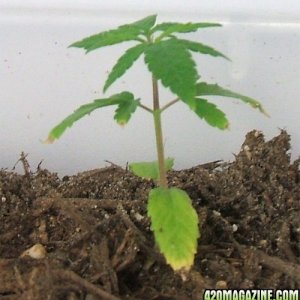 Blackey's Grow 2009 update6