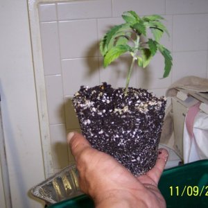 New grow cfl/soil