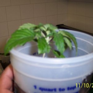 New grow cfl/soil