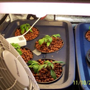 New grow cfl/soil