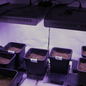 Day 7 - 10 plant grow - 2400 watt LED