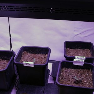 Day 7 - 10 plant grow - 2400 watt LED