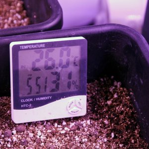 Day 7 - 10 plant grow - 2400 watt LED