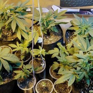 week 2 of veg, 30 days since seeds hit soil