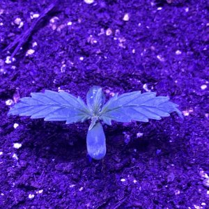 Northern Lights Auto Seedling