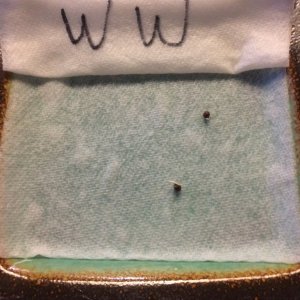 White Widow Germination